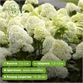 Гортензия метельчатая Саммер Сноу (Summer Snow) 25747