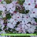 Флокс метельчатый №4 25077
