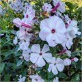Флокс метельчатый №4 25077
