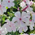 Флокс метельчатый №4 25077