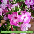 Флокс метельчатый №7 25092