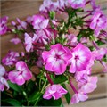 Флокс метельчатый №7 25092