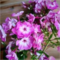 Флокс метельчатый №7 25092