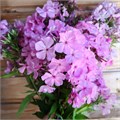 Флокс метельчатый №5 25750