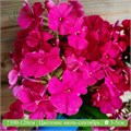 Флокс метельчатый №6 25091