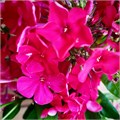 Флокс метельчатый №6 25091