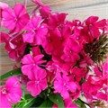 Флокс метельчатый №6 25091