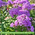 Флокс метельчатый №8 25751