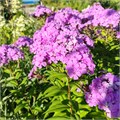 Флокс метельчатый №8 25751
