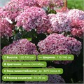 Гортензия древовидная Свит Аннабель (Sweet Annabelle) 25758