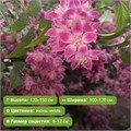 Гибридная дейция Строуберри Филдс (Strawberry Fields) RR270823-18