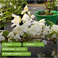 Дейция изящная 25760