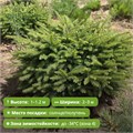 Ель обыкновенная Нидиформис (Nidiformis) 30-40см. RP26-3