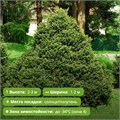 Ель обыкновенная Олендорфи (Ohlendorffii) (25-30см) RP26-4