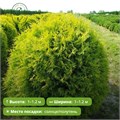 Туя западная Глобоза Ауреа (Globoza Aurea) RP26-7