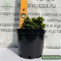 Ель обыкновенная Литл Джем (Little Gem) 17192
