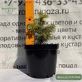 Пихта одноцветная Компакта RP26-2
