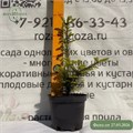 Пихта Вича (Abies veitchii) RP26-9