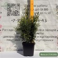 Туя складчатая Зебрина (Zebrina) RP26-6