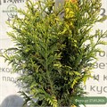 Туя складчатая Зебрина (Zebrina) RP26-6