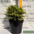 Ель обыкновенная Олендорфи (Ohlendorffii) (25-30см) RP26-4