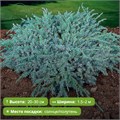 Можжевельник чешуйчатый Блю Карпет (Blue Carpet) RP26-1