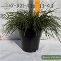 Туя складчатая Випкорд (Whipcord) RP26-8