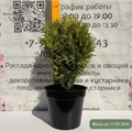 Туя западная Глобоза Ауреа (Globoza Aurea) RP26-7