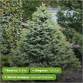 Ель сербская Нана 29703