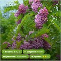 Акация Робиния клейкая 29707