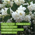 Чубушник Манто д’Эрмин (Manteau d'Hermine) (10-20см) GO26-26