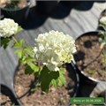 Калина обыкновенная Розеум (Roseum) (Бульденеж) VV26-8/GO26-7