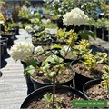 Калина обыкновенная Розеум (Roseum) (Бульденеж) VV26-8/GO26-7