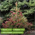 Ель обыкновенная Акрокона (Picea abies Acrocona) MSK-10.06-10