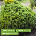 Сосна горная Алльгау (Pinus mugo Allgau) MSK-10.06-26