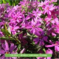 Флокс шиловидный Моерхайми (Moerheimii) 29761