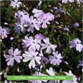 Флокс шиловидный Бенита (Benita) 29762