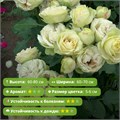 Роза чайно-гибридная Лавли Грин (Lovely Green) |Meilland International Франция, 2005 KW26-21