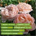 Роза кустовая Зе Леди Гарденер  (The Lady Gardener) | David Austin Великобритания, 2013 KW26-32