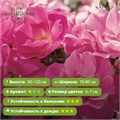 Роза кустовая Нокаут Пинк (Pink Knock Out) | Bill Radler США, 2006 FS26-10