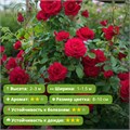 Роза плетистая (клаймбер) Байкал (Baikal) | Harkness Великобритания, 2002 FS26-11