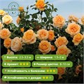 Роза плетистая (клаймбер) Голден Опортьюнити (Golden Opportunity) | Энтони Перри, США, 1996 FS26-13