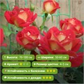 Роза спрей Рубиэлла (Rubуella) | Interplant Нидерланды 2005 FS26-28