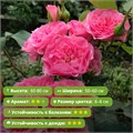 Роза флорибунда Ай Эм Гретифул (I Am Grateful) | Rosa Eskelund Hansen Дания, 2014 FS26-30