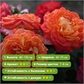 Роза флорибунда Валери де Монгольфье (Valerie de Montgolfier) | Guillot Франция, 2011 FS26-39/Alex26-20