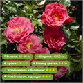 Роза флорибунда Мелюзина (Melusina) | Jens Krüger Германия, 2004 FS26-52