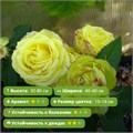 Роза чайно-гибридная Амандина (Amandine) | Olij Rozen Alex26-1