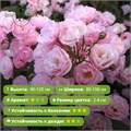 Роза мускусный гибрид Хэвенли Пинк (Heavenly Pink)|Lens Бельгия, 1997 KW26-1/Alex26-3