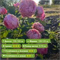 Роза спрей Баззи Маджента (Buzzy Magenta)|Франция FS26-24