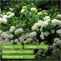 Гортензия древовидная Грандифлора (Grandiflora) RYCHIC1-26